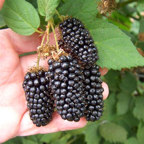 are china berries black
